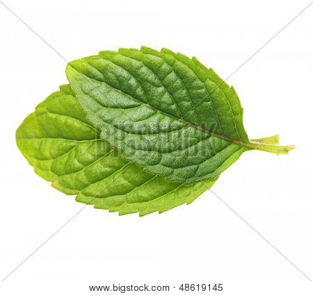 Folhas de hortelã verde isolado no fundo branco.