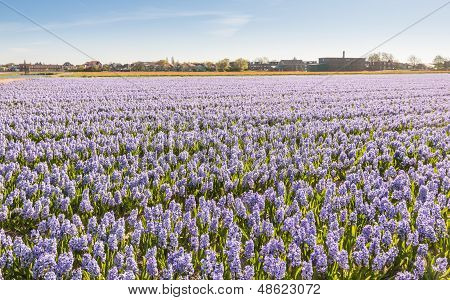 Pole s Lila kvetoucími hyacinty