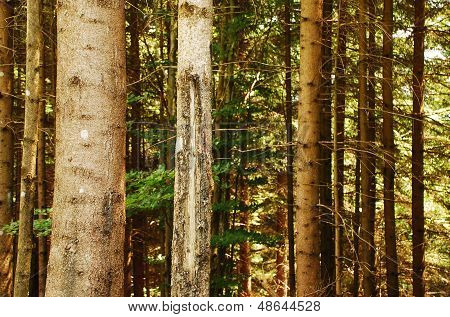 Pine Tree Trunks
