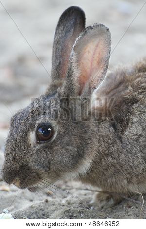 Wild Rabbit With Long Ears And Lively Eyes