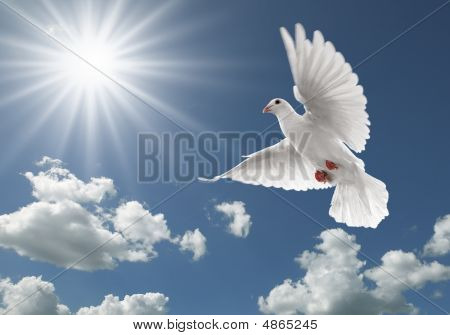 Piccione In cielo
