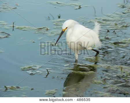 Snowy Egret Pagaiando