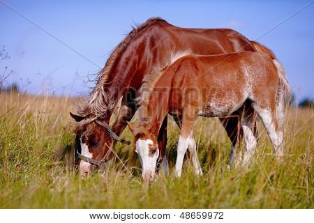 Mare With A Foal On A Meadow.
