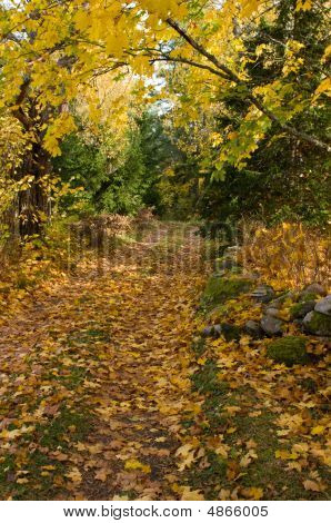 Autmnal Wald