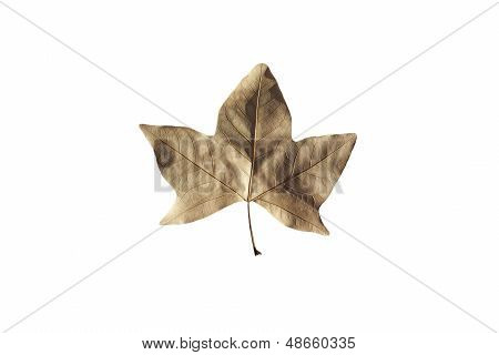 고립 된 잎