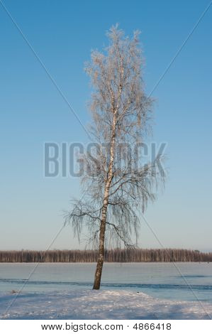 Wintry Birch