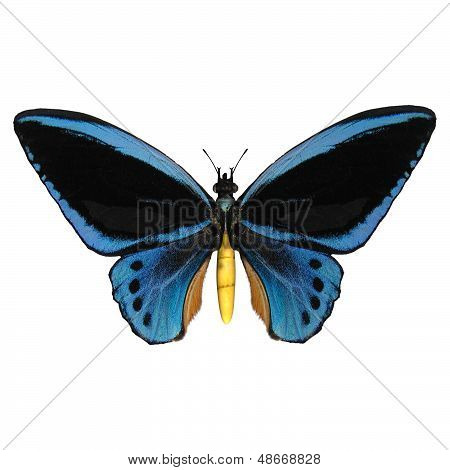 Birdwing