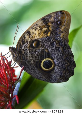 Sowa motyl