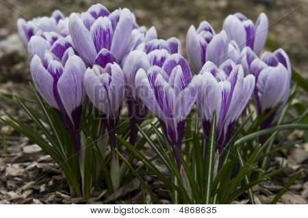 Roxo Crocus