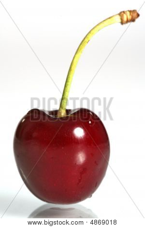 Třešeň