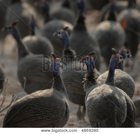 Hjälmförsedda pärlhöns (numida Meleagris)