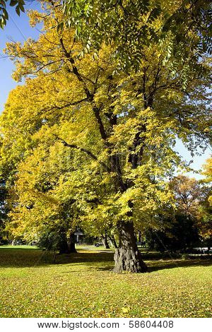 Paints of autumn