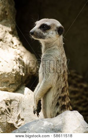Meerkat