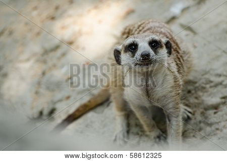 Meerkat
