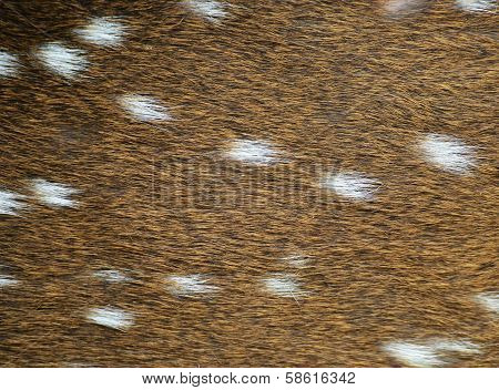 texture of real axis deer fur