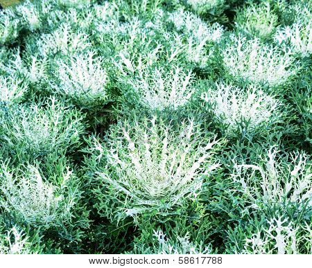 beautiful fall decorating with flowering cabbage