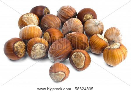 Hazelnuts in the shell