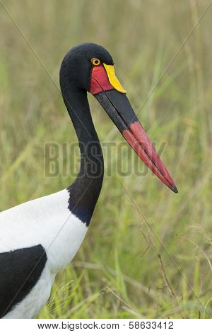 Female Saddle Billed Stork, (ephippiorhynchus Senegalensis), South Africa
