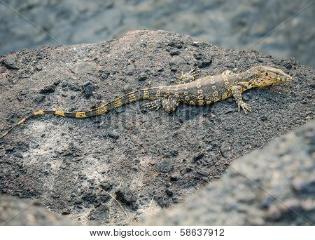 Monitor Or Varanus Salvato Crawl