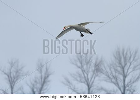 Whooper Swan (cygnus Cygnus) In Flight