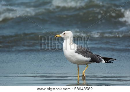 Lesser Black-backed Gull (larus Fuscus)