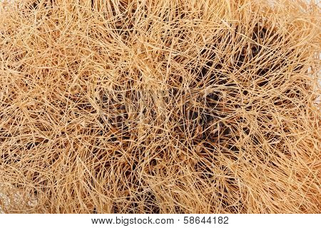 Withered Wheat Sprouts
