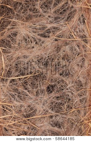 Withered Wheat Roots