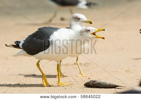 Lesser Black-backed Gull Staking His Claim