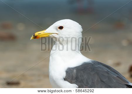 Portrait Of A Lesser Black-backed Gull