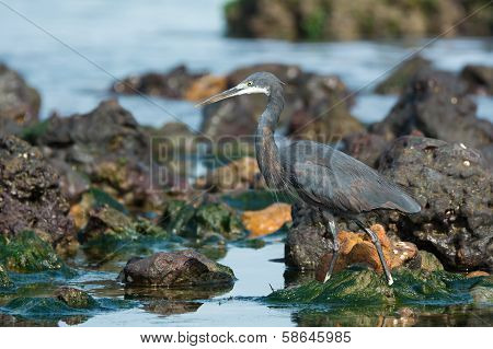 Western Reef Heron (egretta Gularis) Wading Through Tidal Pools