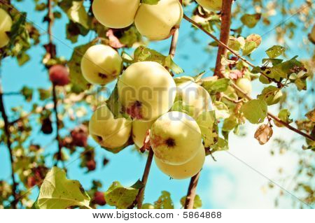 Apfelgarten (Apfelbaum)