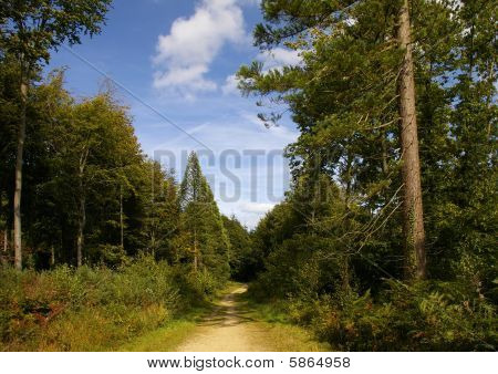 Sentier à travers bois