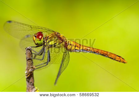 Sympetrum Sanguineum