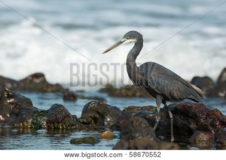 Western Reef Heron (egretta Gularis) Wading Through Tidal Pools