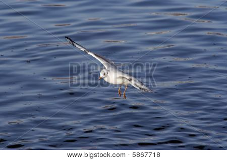 Uçan martı
