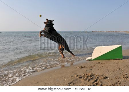 Flyball am Strand