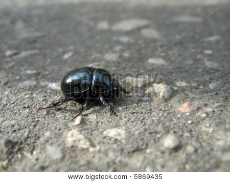Hyönteisten Beetle luonto lähikuva