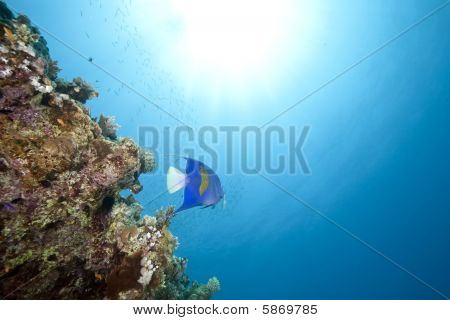 Ocean og Yellowbar Angelfish