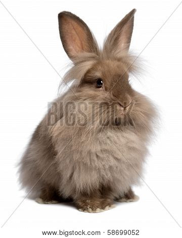 Cute Sitting Chocolate Lionhead Bunny Rabbit