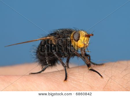 Black Fly na prst