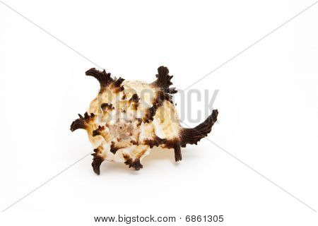 Seashell