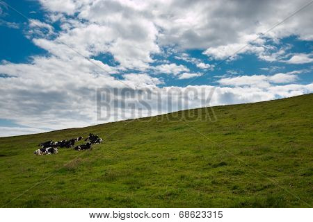 Cows on pasture