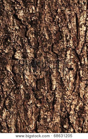 Pine Bark Texture Pattern