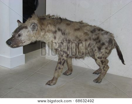 hyena
