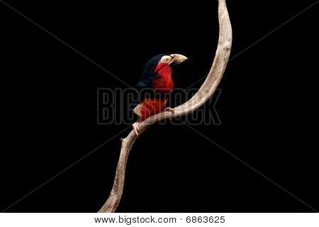수염된 Barbet