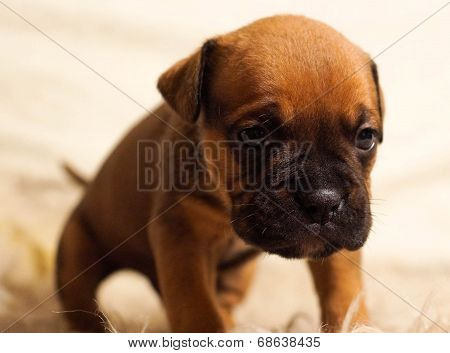 Small And Gentle Three-week French Puppy