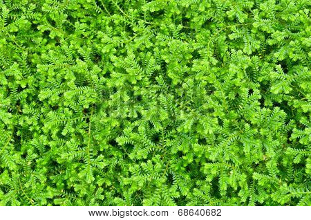 Selaginella Kraussiana Green Small Plant