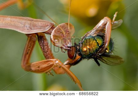 Juvenile Praying Mantis ripping off the eyes of a fly