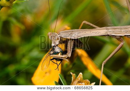 Juvenile brown Prayin Mantis sucking out the guts of a fly