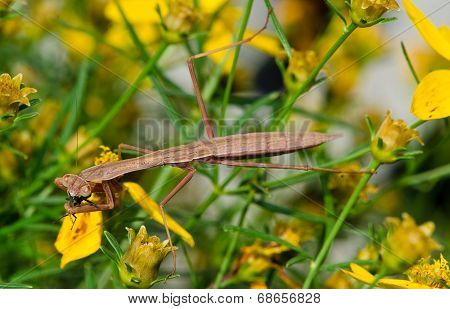 Juvenile brown Praying Mantis with fly on yellow flowers